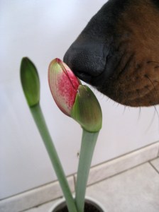 hound-nose-smelling-flower-bud2